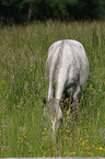 grazing horse