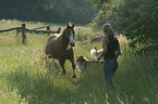 horse on meadow