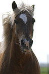 horse portrait