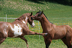 stallion mating mare