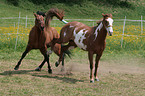 stallion mating mare