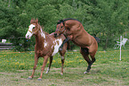 stallion mating mare