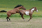 stallion mating mare