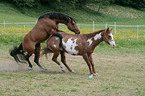 stallion mating mare