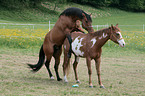 stallion mating mare