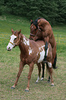 stallion mating mare