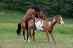 stallion mating mare