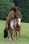 stallion mating mare