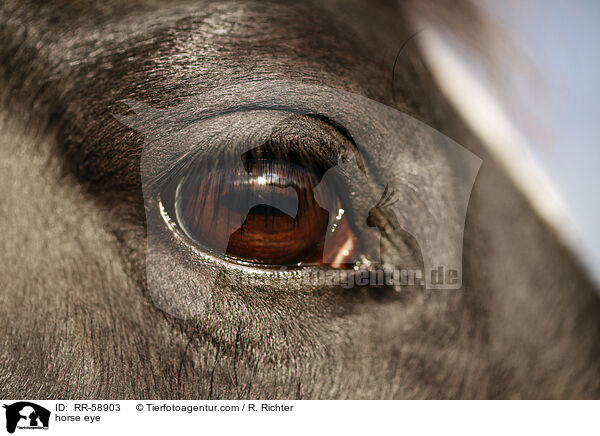 horse eye / RR-58903