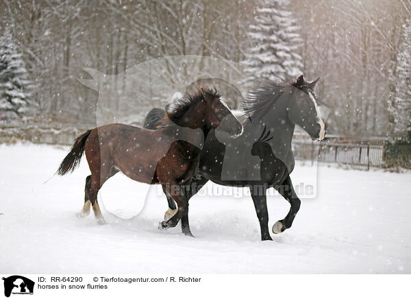 Pferde im Schneegstber / horses in snow flurries / RR-64290