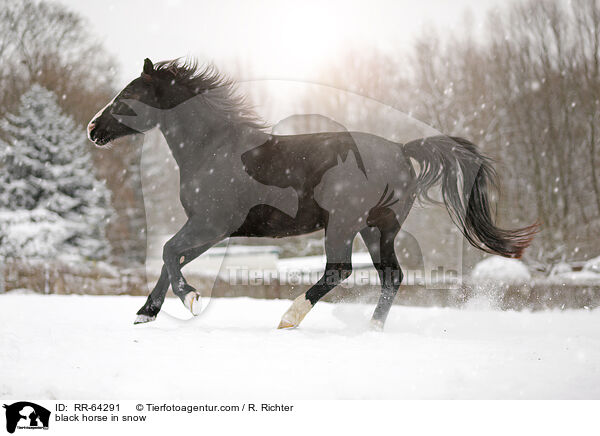 black horse in snow / RR-64291
