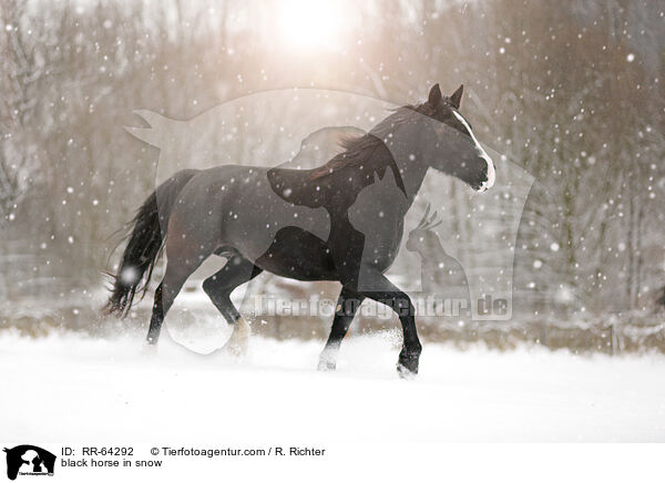 Rappe im Schnee / black horse in snow / RR-64292