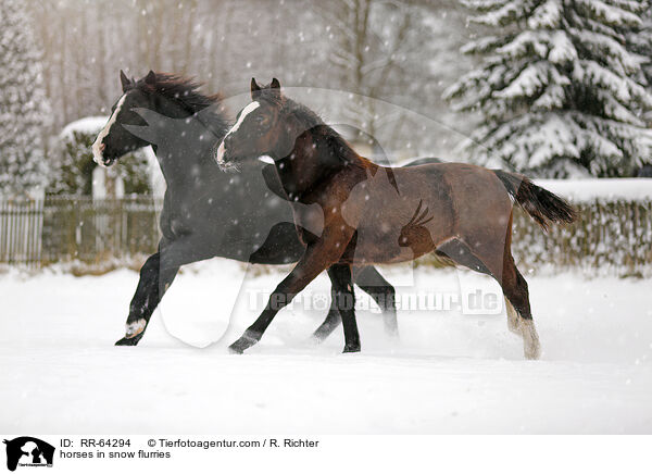 Pferde im Schneegstber / horses in snow flurries / RR-64294