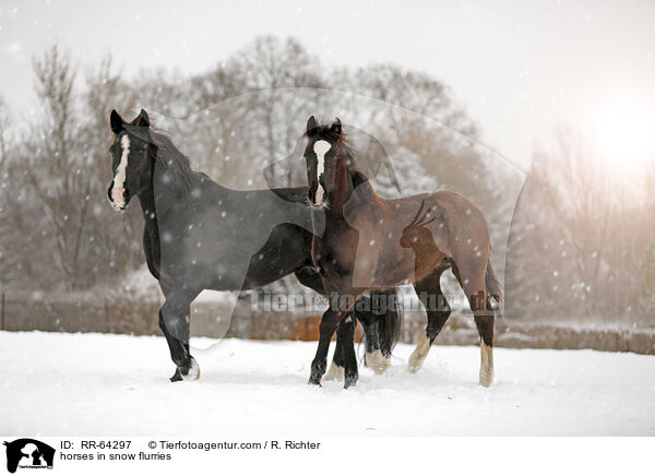 Pferde im Schneegstber / horses in snow flurries / RR-64297