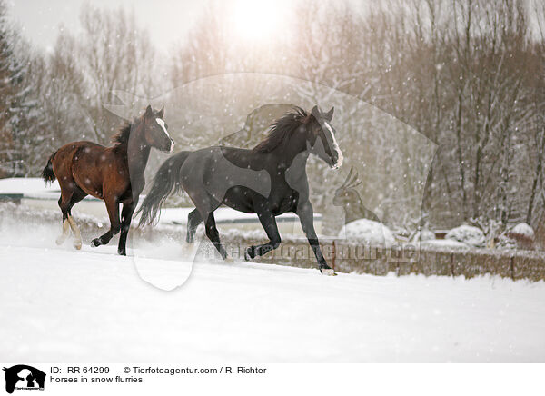 horses in snow flurries / RR-64299