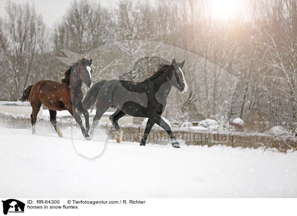 Pferde im Schneegstber / horses in snow flurries / RR-64300