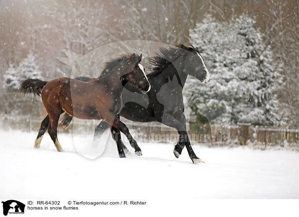 Pferde im Schneegstber / horses in snow flurries / RR-64302