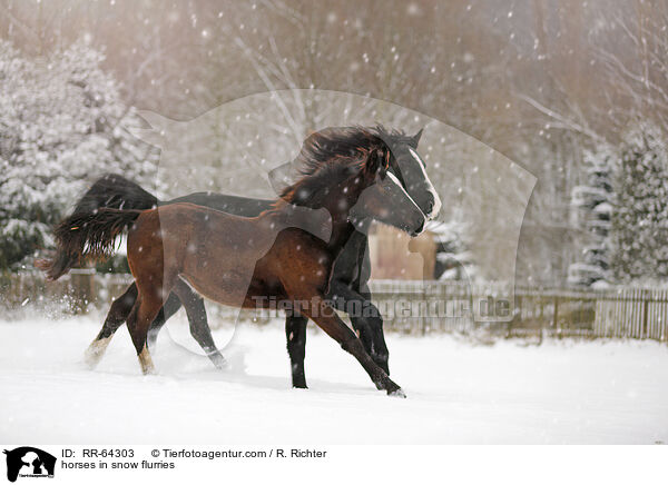 horses in snow flurries / RR-64303