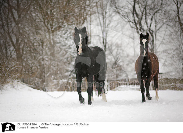 horses in snow flurries / RR-64304