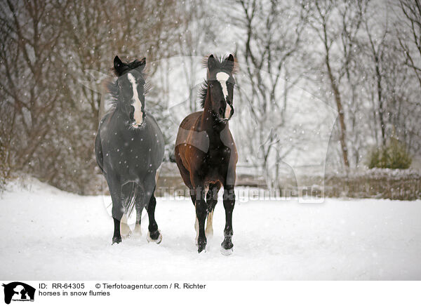 Pferde im Schneegstber / horses in snow flurries / RR-64305