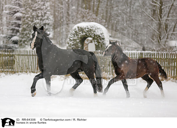 Pferde im Schneegstber / horses in snow flurries / RR-64306