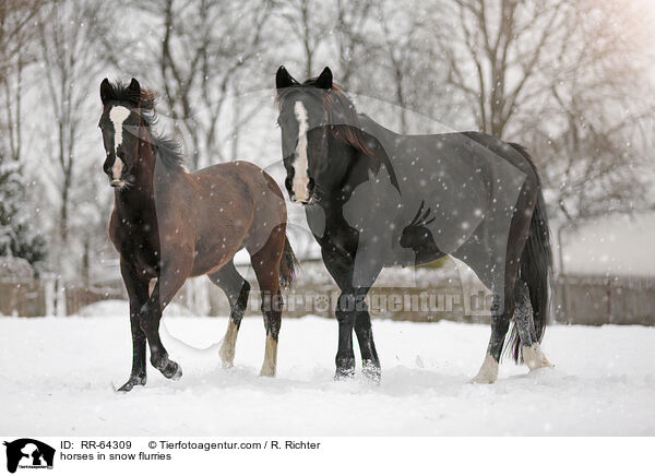 Pferde im Schneegstber / horses in snow flurries / RR-64309