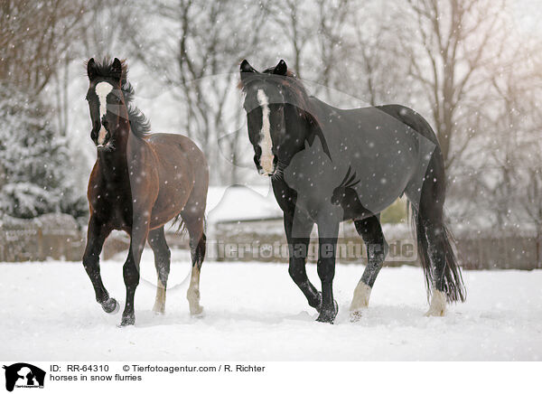 Pferde im Schneegstber / horses in snow flurries / RR-64310