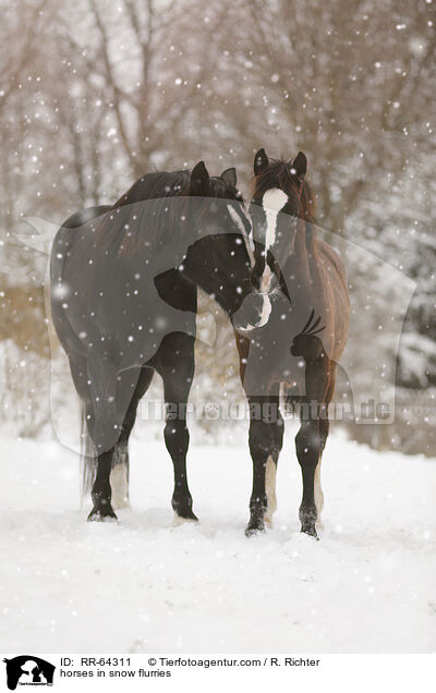Pferde im Schneegstber / horses in snow flurries / RR-64311