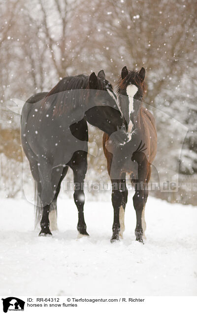 horses in snow flurries / RR-64312