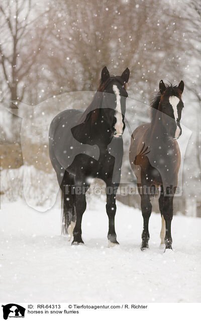 Pferde im Schneegstber / horses in snow flurries / RR-64313