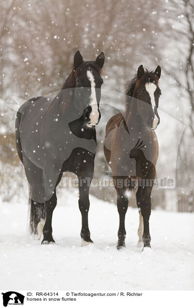 Pferde im Schneegstber / horses in snow flurries / RR-64314