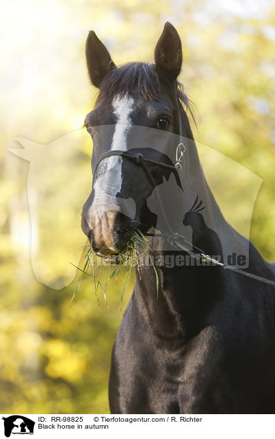 Rappe im Herbst / Black horse in autumn / RR-98825