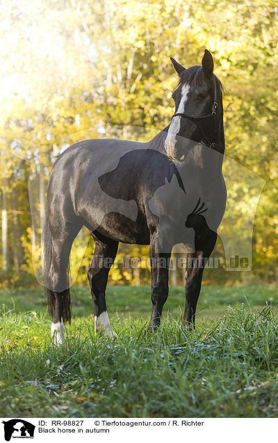 Rappe im Herbst / Black horse in autumn / RR-98827