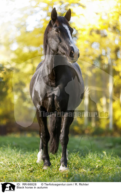 Rappe im Herbst / Black horse in autumn / RR-98828