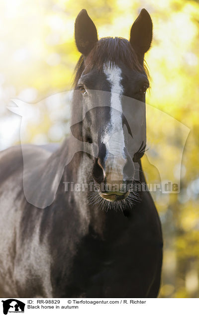 Rappe im Herbst / Black horse in autumn / RR-98829