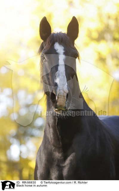 Rappe im Herbst / Black horse in autumn / RR-98830