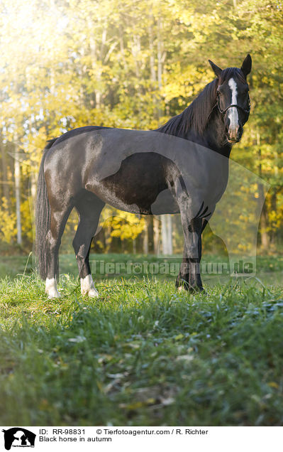Rappe im Herbst / Black horse in autumn / RR-98831