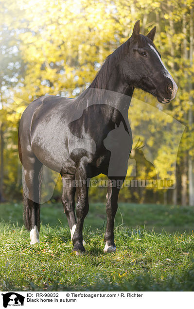 Rappe im Herbst / Black horse in autumn / RR-98832