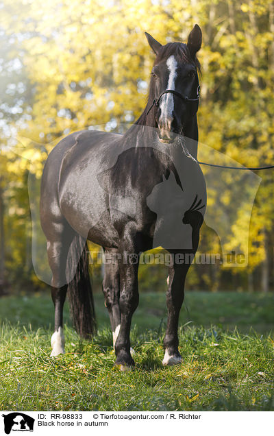 Rappe im Herbst / Black horse in autumn / RR-98833