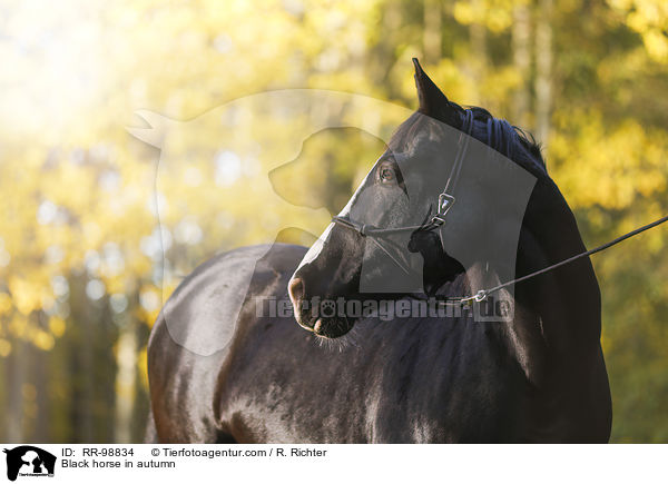 Rappe im Herbst / Black horse in autumn / RR-98834