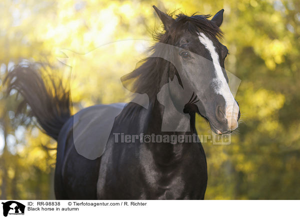 Rappe im Herbst / Black horse in autumn / RR-98838