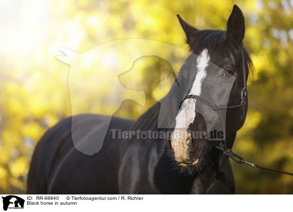 Rappe im Herbst / Black horse in autumn / RR-98840