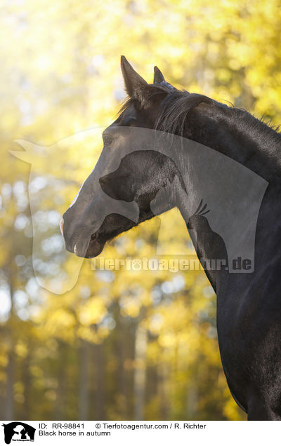 Rappe im Herbst / Black horse in autumn / RR-98841