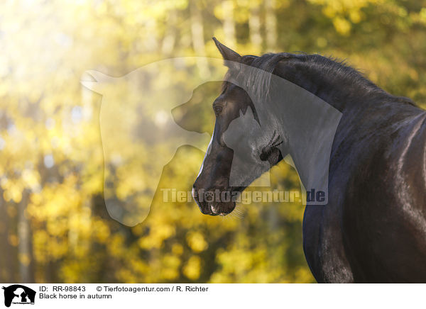 Rappe im Herbst / Black horse in autumn / RR-98843