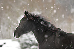 black horse in snow