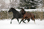 horses in snow flurries