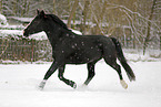 black horse in snow