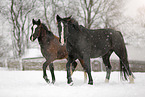 horses in snow flurries