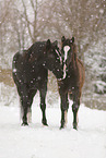 horses in snow flurries