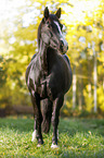 Black horse in autumn